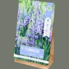 Action Säen & Pflanzen<Blumenzwiebeln Camassia