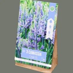 Action Säen & Pflanzen<Blumenzwiebeln Camassia
