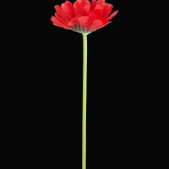 Action Kunstpflanzen & -Blumen<Künstliche Gerbera